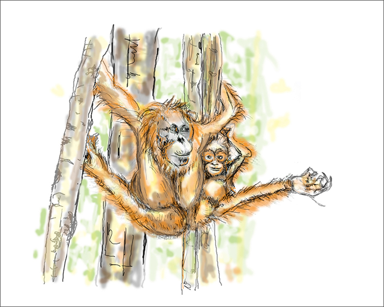 Orangutangs